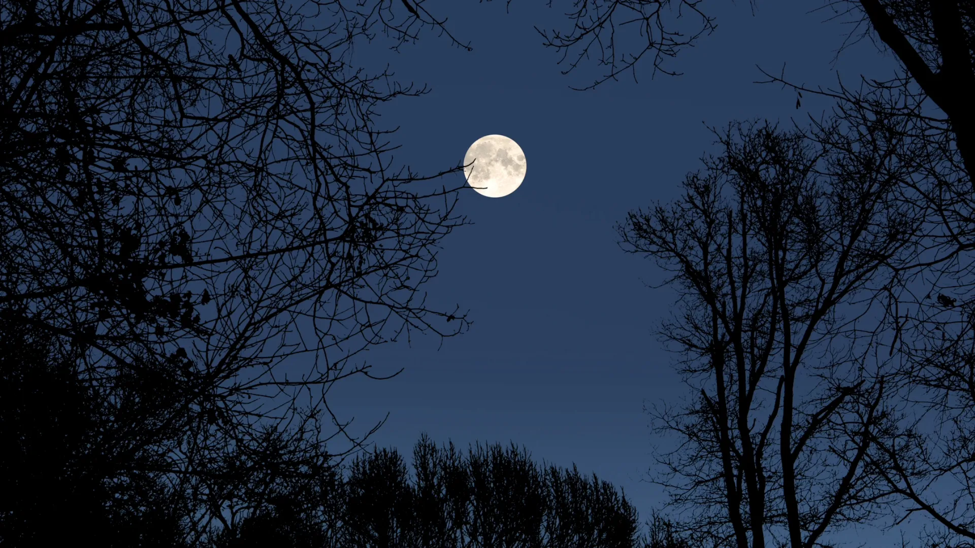 Evening shot of trees in the woods and a full supermoon in the night sky