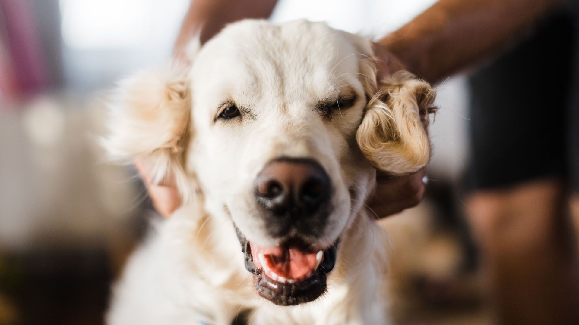 Golden retriever dog smiles as she enjoys having her ears tussled