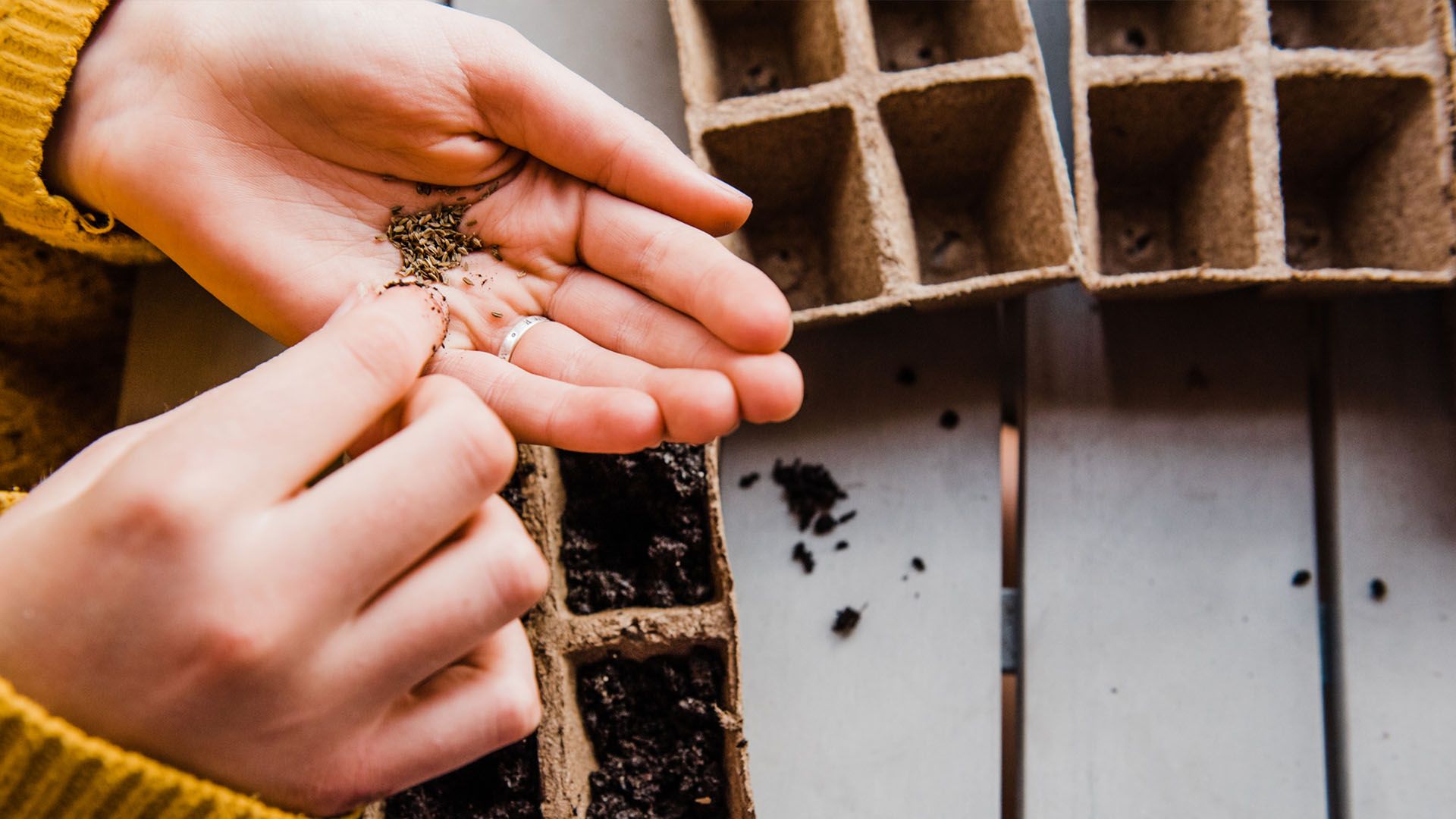 Closeup of hands holding seeds over recycled cardboard planters