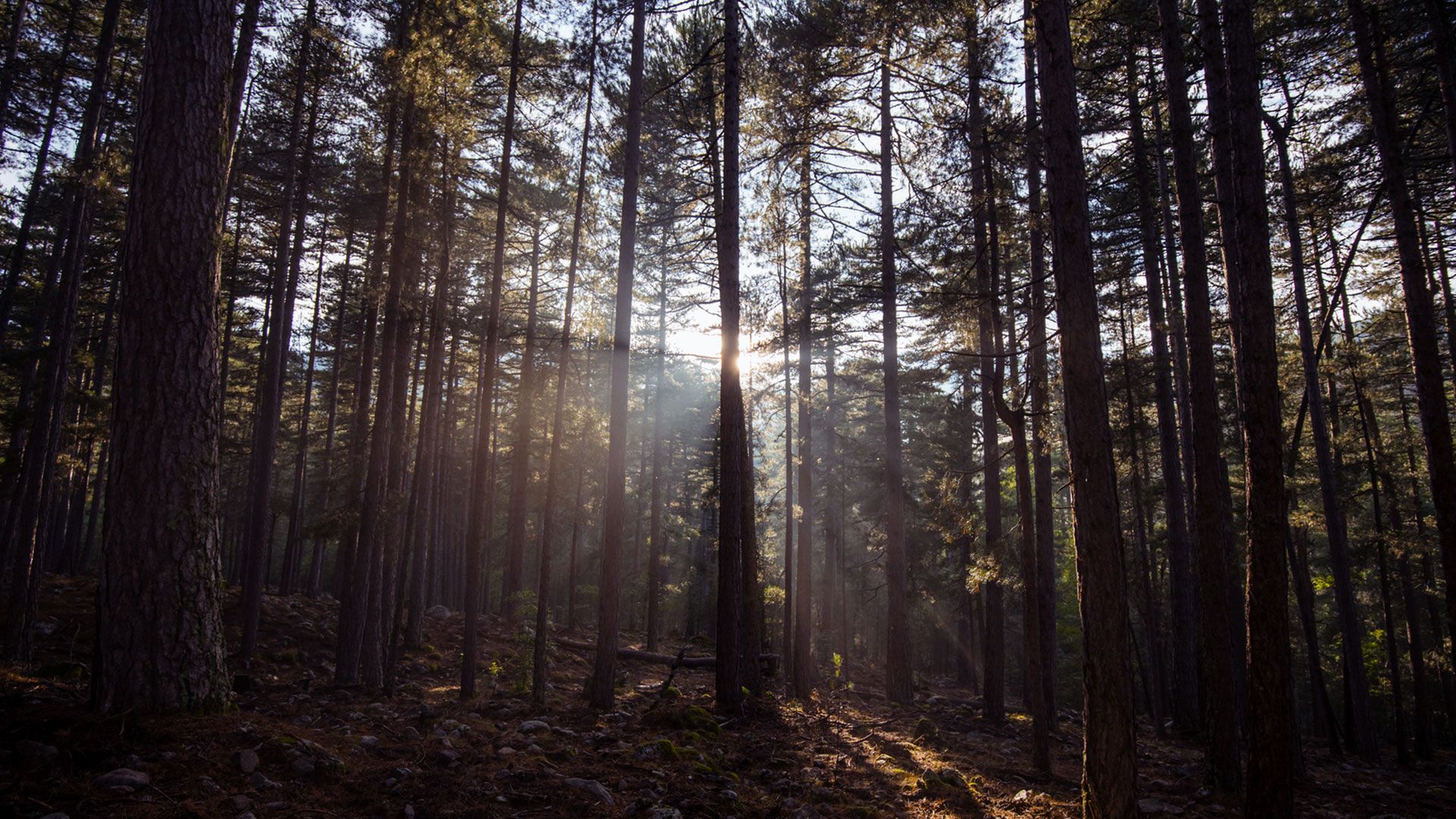 Beautiful and peaceful forest during the day with the sun shining through the trees. 