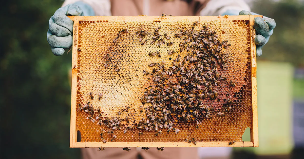 Sacred Beekeeping Secrets